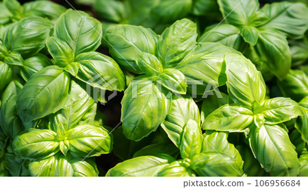 A field of basil AI image A field of basil AI image 106956684