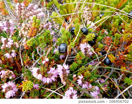 冰島克羅伯里北極光旅館 冰島克羅伯里北極光旅館 106956702
