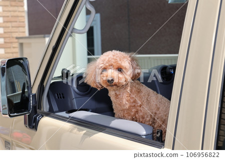 玩具貴賓犬 玩具貴賓犬 106956822