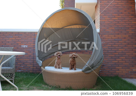 玩具貴賓犬 玩具貴賓犬 106956839