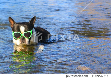 帶著墨鏡從宮古川清澈的溪流中眺望的波士頓梗犬Mighty♡ 106956954