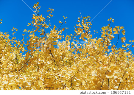 Ginkgo shining in the blue sky 106957151