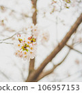 Sakura taking spring sunlight 106957153