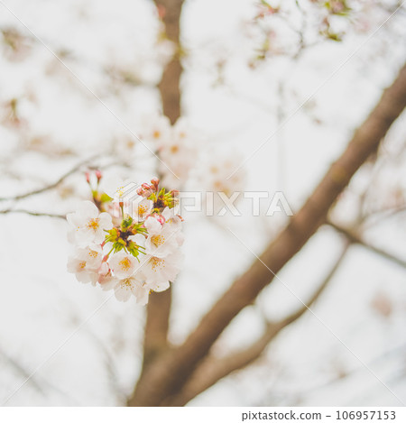 Sakura taking spring sunlight 106957153