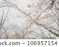 cherry blossoms bloomed 106957154
