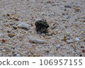 Hermit crab with white sandy beach 106957155