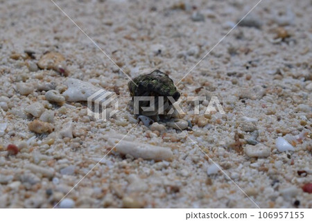 Hermit crab with white sandy beach 106957155