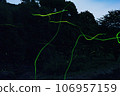 dancing fireflies 106957159