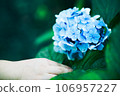 Blue hydrangea 106957227