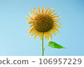 Sunflower in the blue sky 106957229