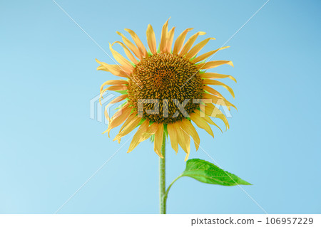 Sunflower in the blue sky 106957229