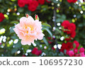 rose flowers and white roses 106957230