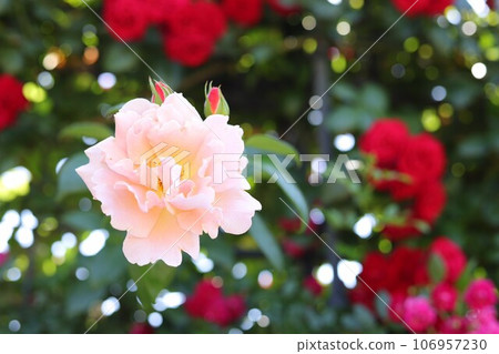 rose flowers and white roses 106957230