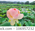 Lotus flowers and buds 106957232