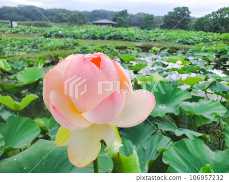 蓮花和芽 106957232
