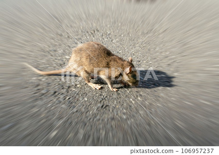 一隻褐鼠在路上徘徊 106957237