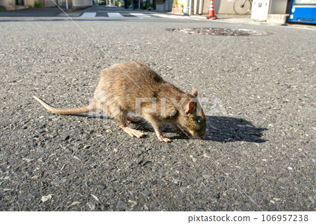 一隻褐鼠在路上徘徊 106957238