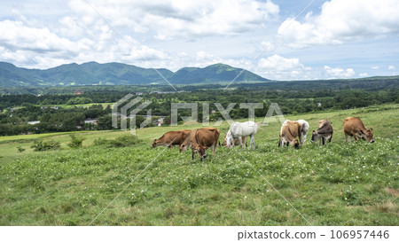 Jazzy beef (Hiruzen Highlands) Jazzy beef (Hiruzen Highlands) 106957446