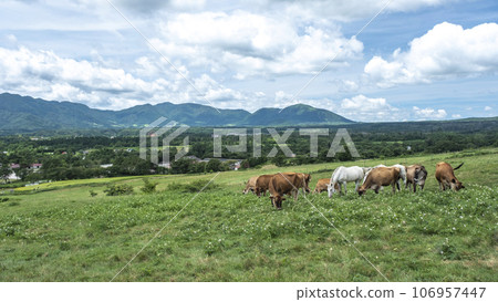 Jazzy beef (Hiruzen Highlands) Jazzy beef (Hiruzen Highlands) 106957447