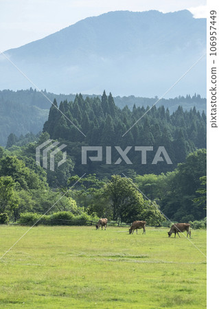 Jazzy beef (Hiruzen Highlands) Jazzy beef (Hiruzen Highlands) 106957449