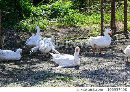 cute white duck photo 106957498