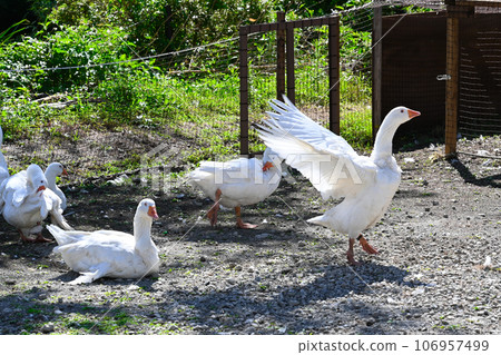 cute white duck photo 106957499