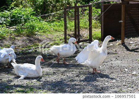 cute white duck photo 106957501