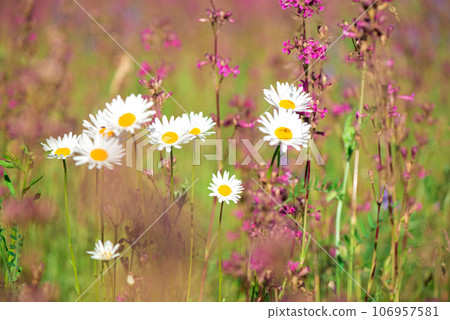 White daisies and pink herbs blossomed in the meadow. Ivan tea blooms among the forest on a sunny day in June.beautiful wildflowers background. summer nature. 106957581