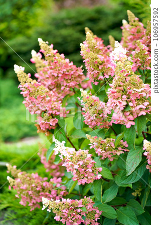 Hydrangea paniculata, the panicled hydrangea, is a species of flowering plant in the family Hydrangeaceae 106957592