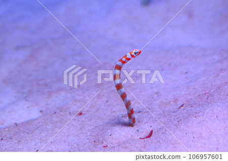 斑點花園鰻魚游泳 斑點花園鰻魚游泳 106957601