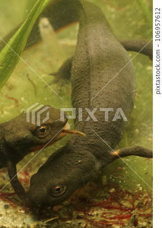 Closeup on an adult of the endangered Chinese endemic Fuding fire belly newt, Cynops fudingensis 106957612