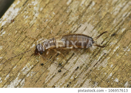 Detailed closeup on an juvenile nymph colored European common earwig, Forficula auricularia, sitting on wood Detailed closeup on an juvenile nymph colored European common earwig, Forficula auricularia, sitting on wood 106957613