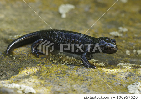 Closeup on the charcoal black Alpine salamander, Salamandra atra in the Austrian Carinthian Alps 106957620