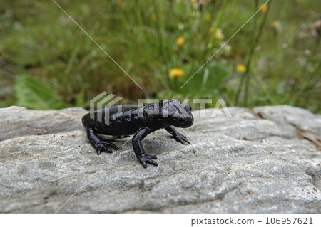 Closeup on the charcoal black Alpine salamander, Salamandra atra in the Austrian Carinthian Alps Closeup on the charcoal black Alpine salamander, Salamandra atra in the Austrian Carinthian Alps 106957621