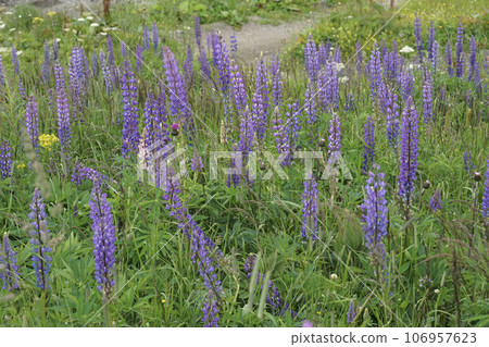 Colorful landscape view on an aggregation of blue flowering large-leaved lupines, Lupinus polyphyllus Colorful landscape view on an aggregation of blue flowering large-leaved lupines, Lupinus polyphyllus 106957623