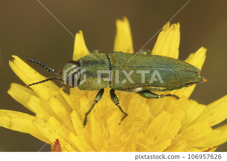 Closeup on a colorful jewel beetle from the Gard, Anthaxia hungarica sitting on a yellow flower 106957626