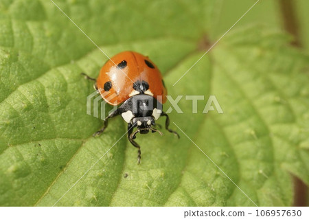 Closeup on the cute red Seven-spotted Ladybird, Coccinella septempunctata sitting on a green leaf Closeup on the cute red Seven-spotted Ladybird, Coccinella septempunctata sitting on a green leaf 106957630