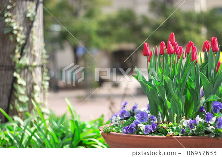 種植在花盆裡的鬱金香 種植在花盆裡的鬱金香 106957633