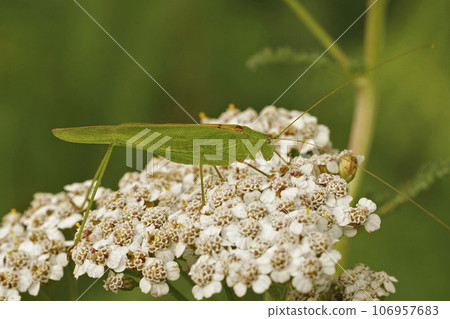 Closeup on an green adult sickle-bearing bush-cricket , Phaneroptera falcata sitting on a white flower Closeup on an green adult sickle-bearing bush-cricket , Phaneroptera falcata sitting on a white flower 106957683