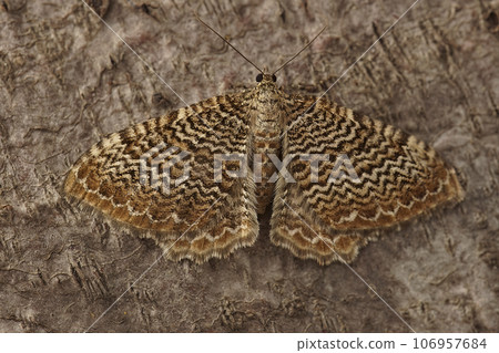Closeup on a beautiful Scallop Shell geometer moth , Hydria undulata, with spread wings sitting on wood Closeup on a beautiful Scallop Shell geometer moth , Hydria undulata, with spread wings sitting on wood 106957684
