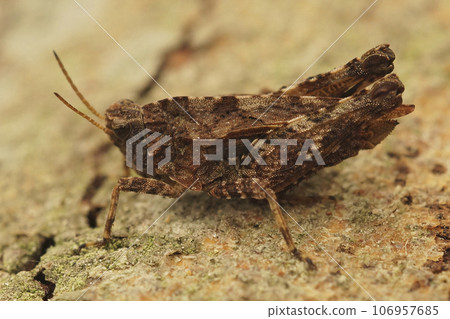Closeup on a brown form of the common ground hopper, Tetrix undulata Closeup on a brown form of the common ground hopper, Tetrix undulata 106957685