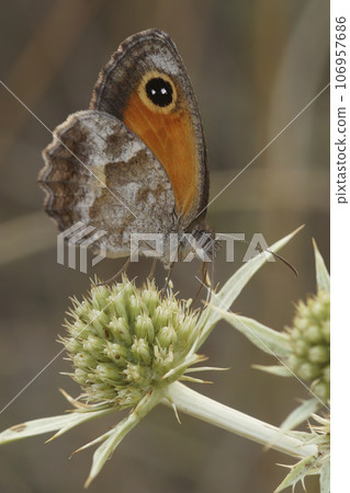 Vertical closeup on the Southern Gatekeeper butterfly, Pyronia celicea sitting with closed wings on Field Eryngo 106957686