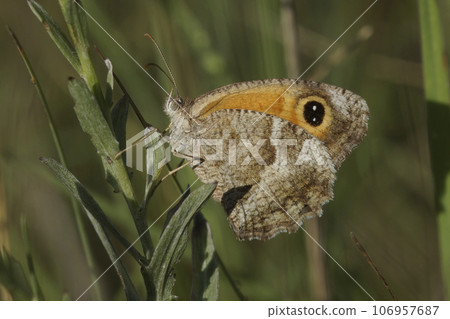 Closeup on the Southern Gatekeeper butterfly, Pyronia celicea sitting with closed wings Closeup on the Southern Gatekeeper butterfly, Pyronia celicea sitting with closed wings 106957687
