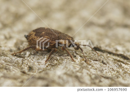 Closeup on a small European weevil species, Strophosoma capitatum sitting on wood 106957690