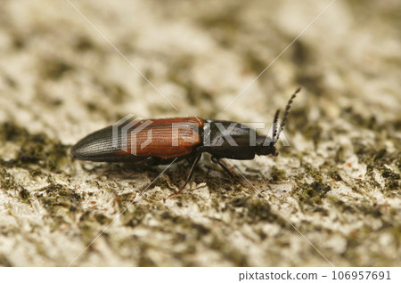Closeup on an attractive black and red European click beetle Ampedus balteatus Closeup on an attractive black and red European click beetle Ampedus balteatus 106957691