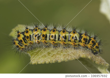Closeup on a caterpillar of the small emperor moth, Saturnia pavonia on a Willow, Salix leaf 106957692