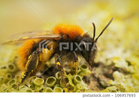 Closeup on a colorful red and black fluffy female tawny mining bee, Andrena fulva sitting on wood 106957693