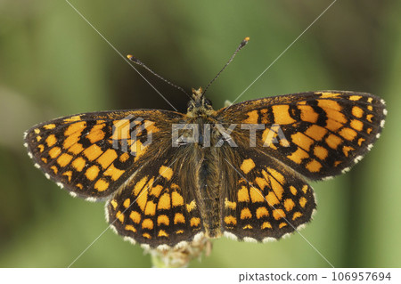 Closeup on a Mediterranean Scarce Swallowtail butterfly, Iphiclides podalirius, on a pin scabious flower Closeup on a Mediterranean Scarce Swallowtail butterfly, Iphiclides podalirius, on a pin scabious flower 106957694