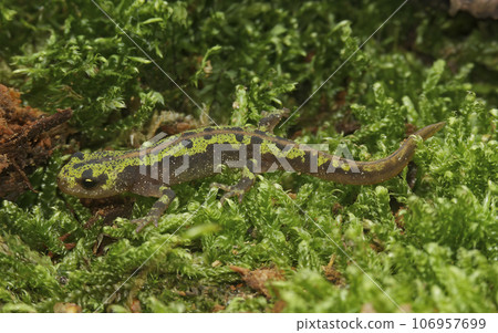 Closeup on a juvenile of the European Triturus marmoratus, French Marbled newt 106957699