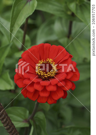 Closeup on the brilliant red flower of Zinnia elegangs in the garden 106957703